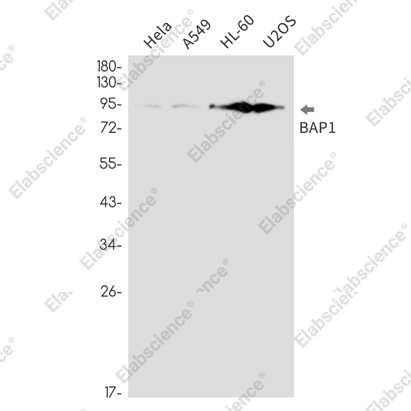 Recombinant BAP1 Monoclonal Antibody - 1