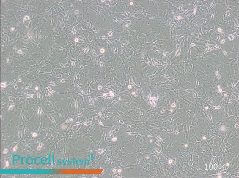 MET-5A Cell Complete Medium - 1