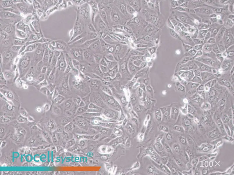 ACT-1 Cell Complete Medium - 1