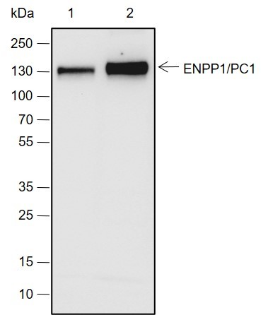 Recombinant ENPP1/PC1 Monoclonal Antibody-searchlist-1