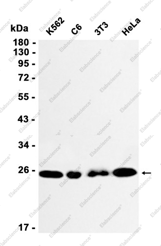 Recombinant Rab8A Monoclonal Antibody - 1