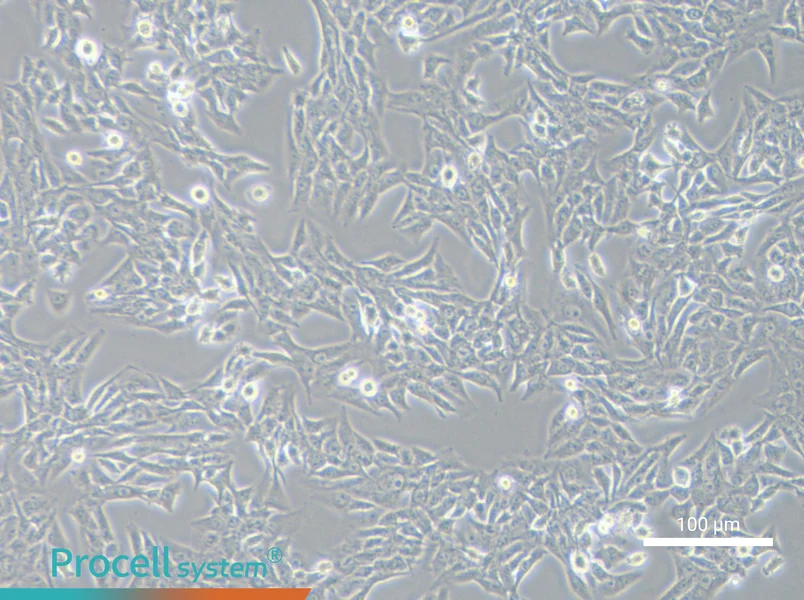 SK-Hep-1 Cell Complete Medium - 2