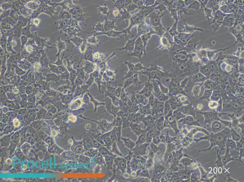 HePa1-6-LUC Cell Complete Medium - 6