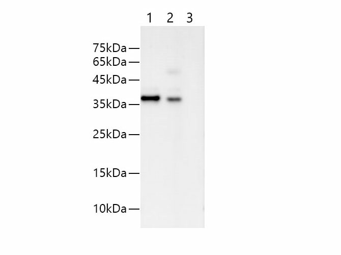 His-Tag Monoclonal Antibody - 3