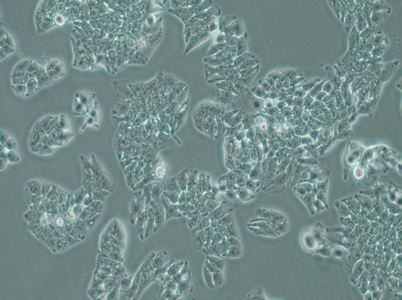 MHCC97-L Cell Complete Medium - 6