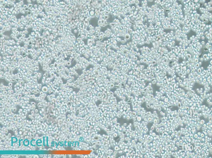 Lu-65 Cell Complete MediumLu-65 Cell Complete Medium - 2