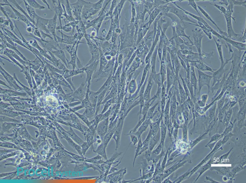 Chicken Preadipocyte Complete Medium - 5