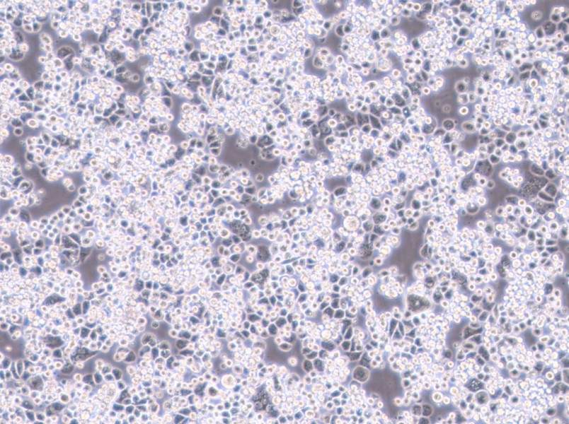 MDA-kb2 (L15) Cell Complete Medium - 2