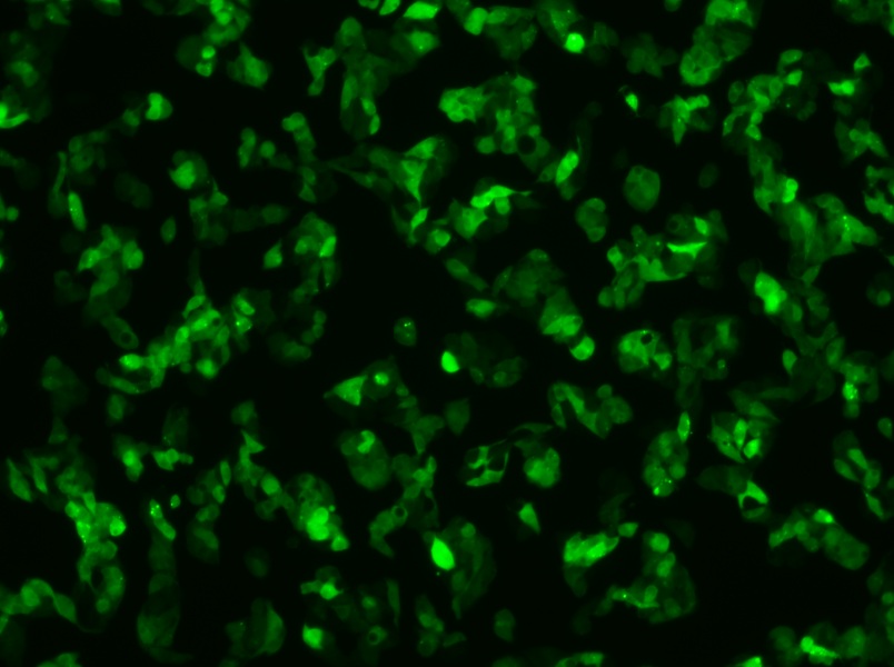 Hep G2-GFP Cell Complete MediumHep G2-GFP Cell Complete Medium - 3