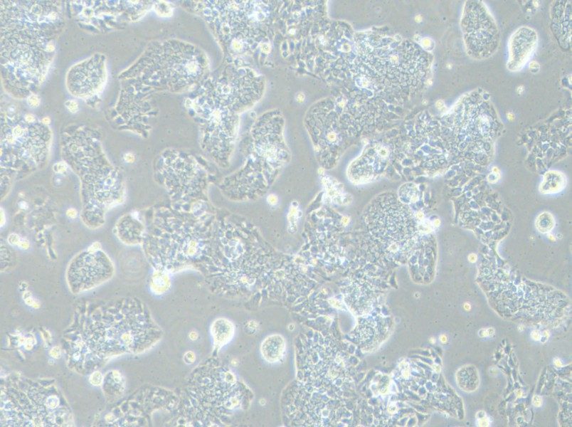 TE-14 Cell Complete Medium-searchlist-1