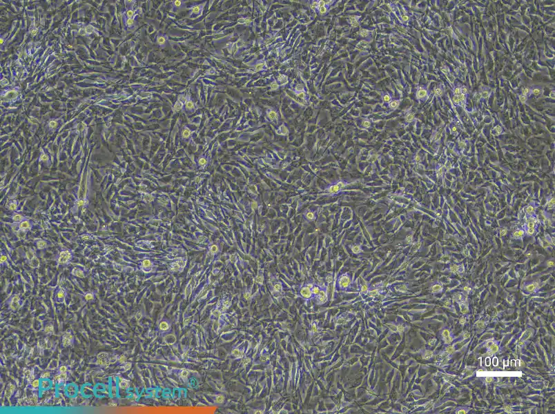 Mouse Skeletal Muscle Fibroblast Complete Medium - 2