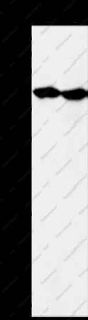 MORF4L1 Polyclonal Antibody - 1