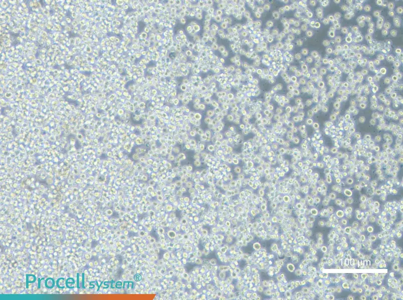 KG-1 Cell Complete MediumKG-1 Cell Complete Medium - 3