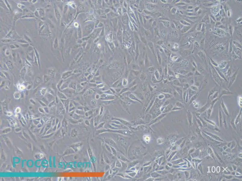 COV362 Cell Complete MediumCOV362 Cell Complete Medium - 2