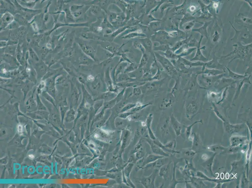 MiCl1 (S+L-) Cell Complete Medium - 4