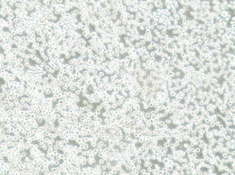 Mono-Mac-6 Cell Complete Medium-searchlist-1