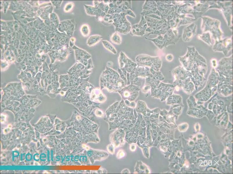 HCT-8 [HRT-18] Cell Complete Medium - small - 6