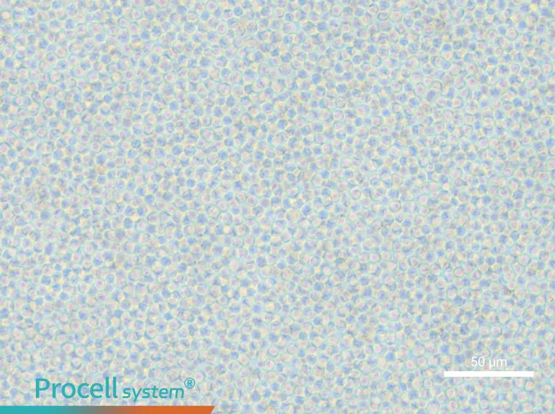 OCI-AML-2 - 4