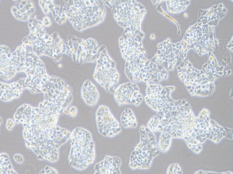 Hep G2-LUC Cell Complete MediumHep G2-LUC Cell Complete Medium - 3