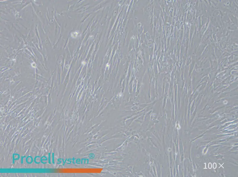 IMR-90 Cell Complete Medium - 3