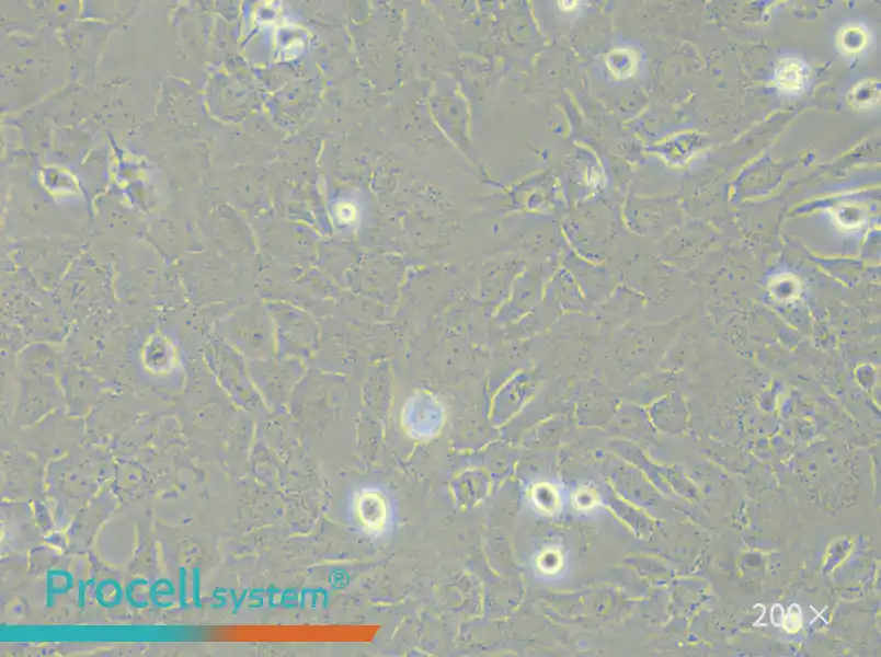 RF/6A Cell Complete Medium - small - 5