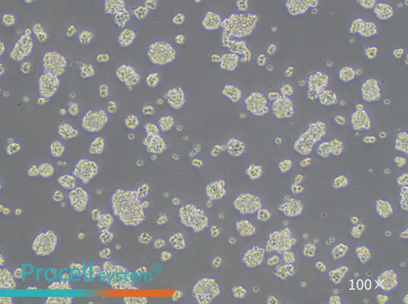 AR42J Cell Complete Medium - 2