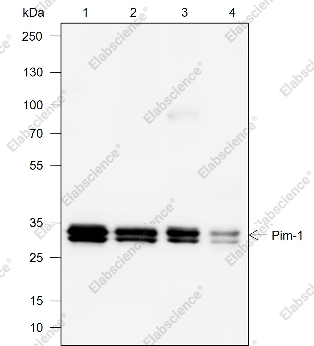 Recombinant Pim-1 Monoclonal Antibody - 1
