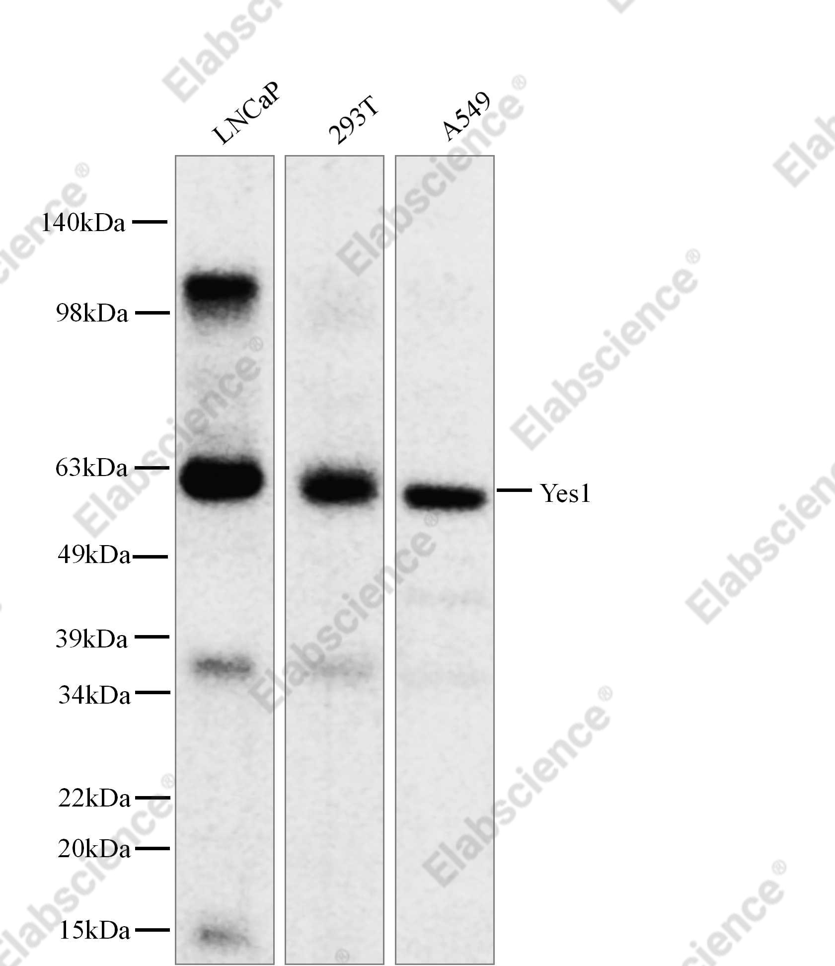Recombinant Yes1 Monoclonal Antibody - 1