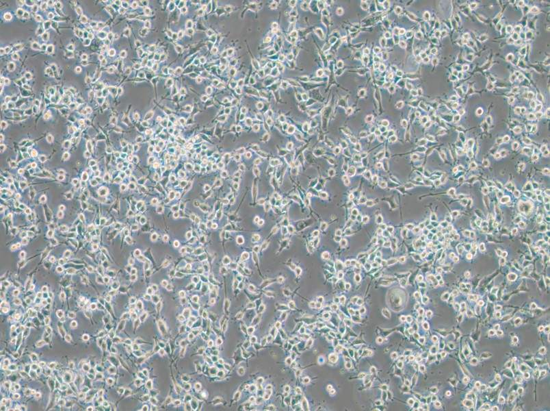 MADB106 Cell Complete MediumMADB106 Cell Complete Medium - 3