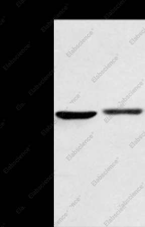 BMP4 Polyclonal Antibody - 1