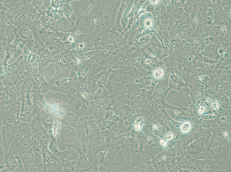 HCC38 Cell Complete Medium - 5