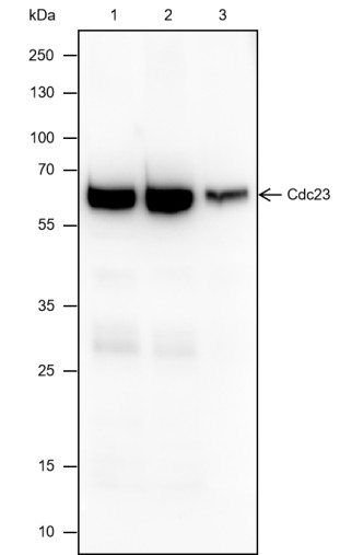 Recombinant Cdc23 Monoclonal Antibody-searchlist-1
