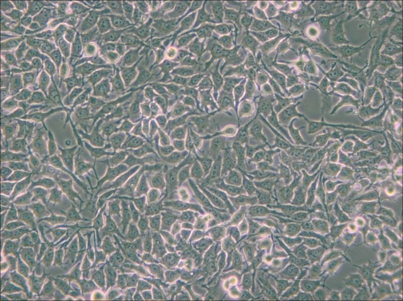 NCI-H3122 Cell Complete Medium - small - 4