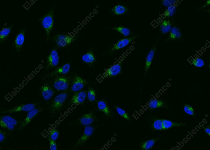 PSGL-1/CD162 Monoclonal Antibody - 1
