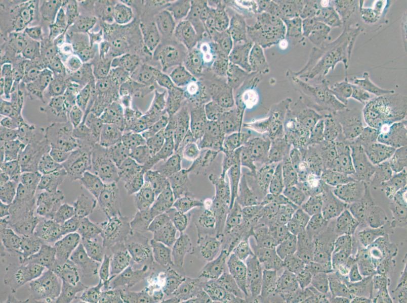 SK-MES-1 Cell Complete Medium - 6