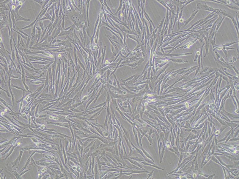 GCT Cell Complete Medium - 2