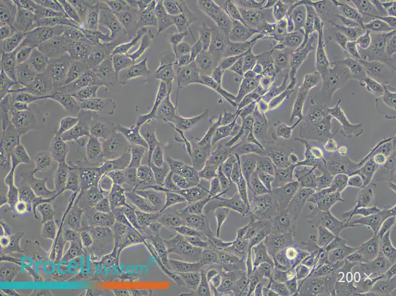 MDBK [NBL-1] Cell Complete Medium - 6