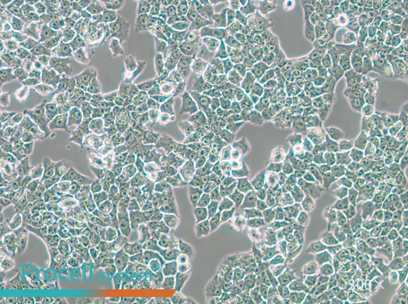 RH-35 Cell Complete Medium - 4