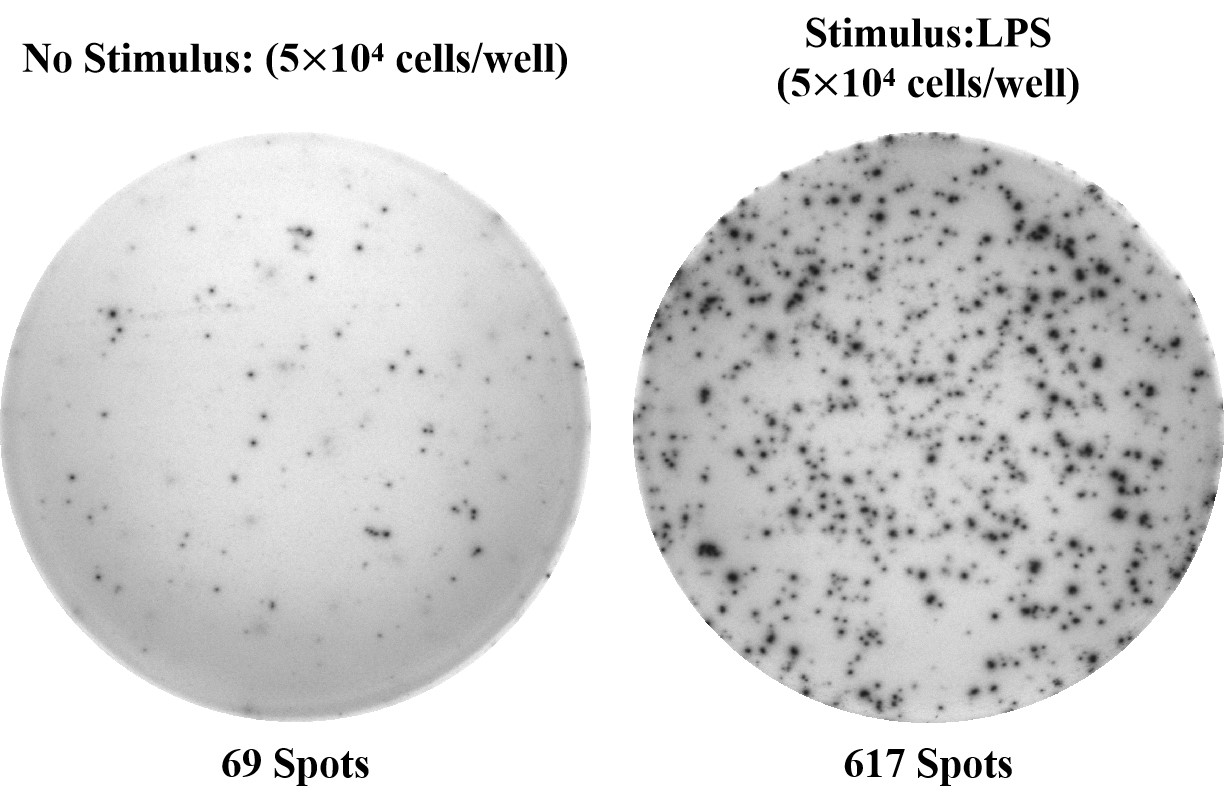 Mouse IFN-γ (Interferon Gamma) solid ELISPOT Kit-产品推荐-1