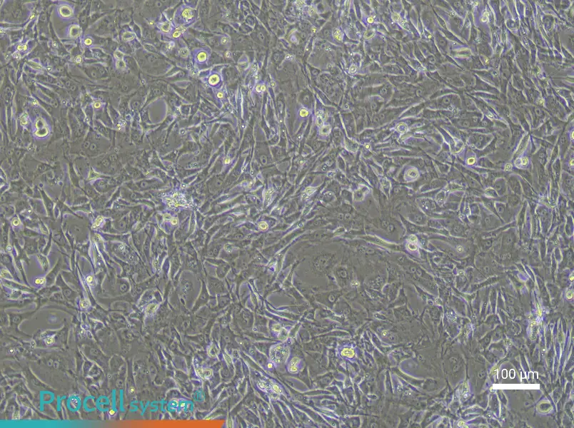 Mouse Tendon Fibroblast Complete Medium - 2