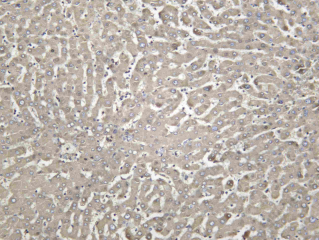 Recombinant Haptoglobin Monoclonal Antibody - 1