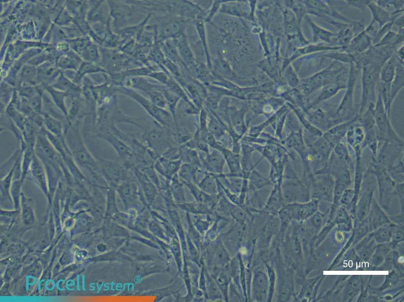 Rat Adipose-Derived Stem Cell Complete Medium - 5