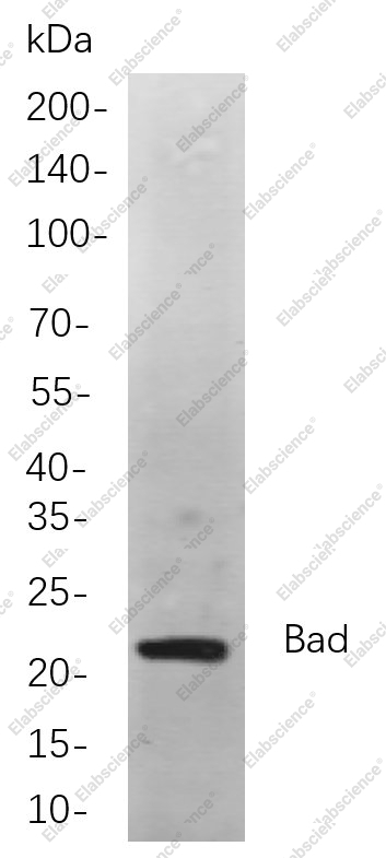 Recombinant Bad Monoclonal Antibody - 1