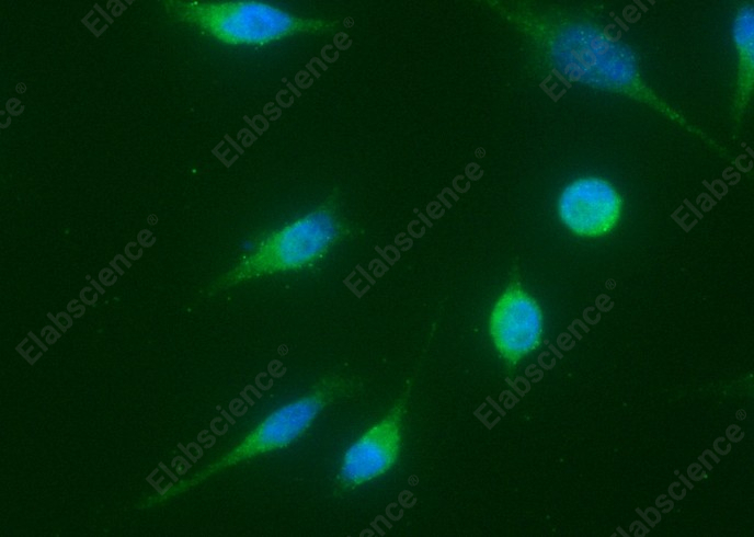 Cyclin A1/CCNA1 Monoclonal Antibody - 1