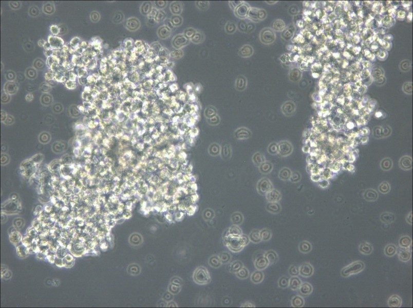 OCI-Ly3 Cell Complete Medium - small - 5