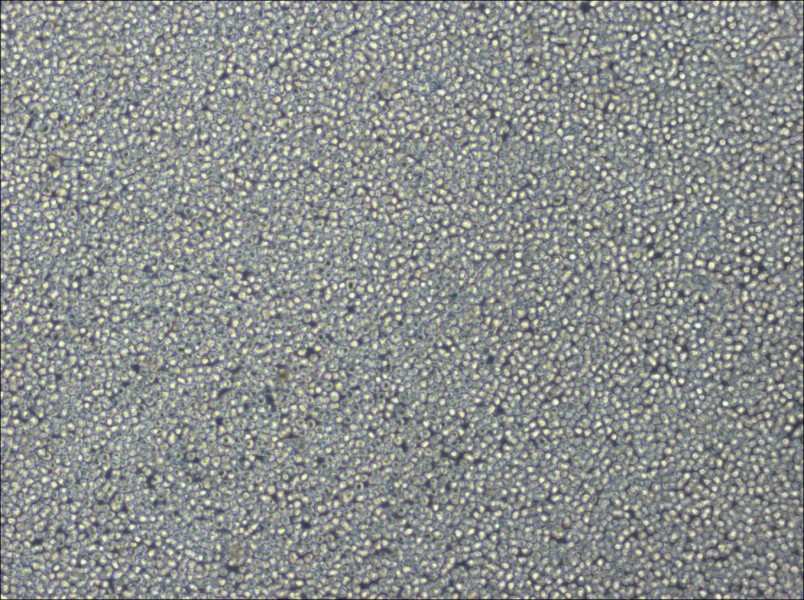 NCI-H929 Cell Complete MediumNCI-H929 Cell Complete Medium - 3