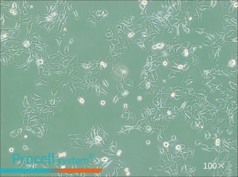 KYSE-410 Cell Complete Medium - 2