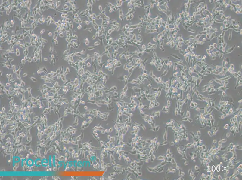 MFC Cell Complete Medium - 1