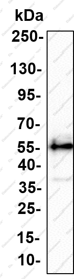 Recombinant Shc Monoclonal Antibody - 1