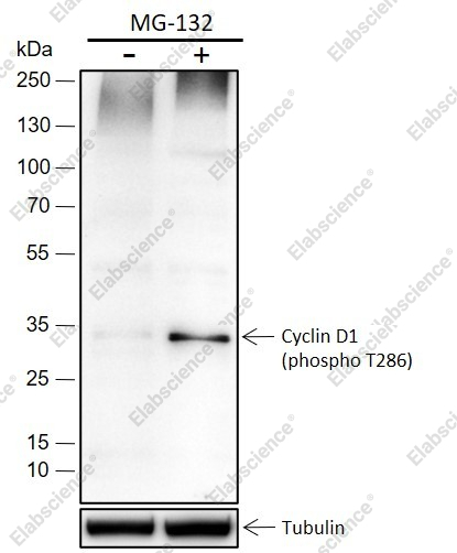 Recombinant Phospho-Cyclin D1 (Thr286) Monoclonal Antibody - 1
